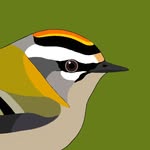 Mark Collier - @markbirding - Instagram