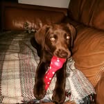 Mark Collier, backshed boards - @gnrcollier - Instagram