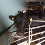 Mark Crombie - @cownoseofthedayandotheranimals - Instagram