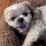 Bark Mark Cutlip - @barkmarkpetcare - Instagram