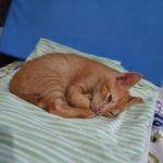 Mark Darcy 🐾(in memorian) - @markdarcy_cat - Instagram