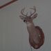 Mark Thomas Deer Processing - Facebook