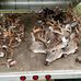 Mark Thomas Deer Processing Davison Mich - Facebook