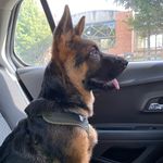 Max (Mark) - @mark_della_casa_bedwin - Instagram