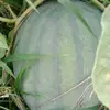 mark _Denis - @mark_denis2 - TikTok