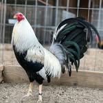 mark Denis - @kelso_gamecock - Instagram