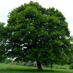 Mark Denman - @markdenman4gardens - Instagram