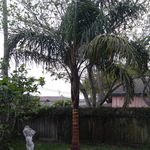 Mark Dillard - @paradisepalmsandservice - Instagram