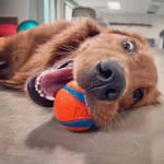 Mark Dimatteo - @theurbandogenterprise24 - Instagram
