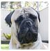 Mark Dippel - Facebook