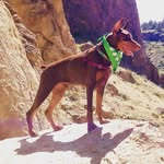 Makers Mark - @makers_mark_the_dobie - Instagram