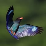 Mark Dollerbird - @mark_dollerbird - Instagram