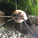 Moo Moo The Grump - @mark.doody - Instagram