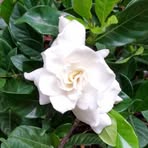 Mark Dragone - Facebook