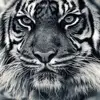 Marcus Driedger - @marcusdriedger0 - TikTok