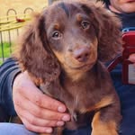 Mark Dunn - @teddy_fluffy_dauchund - Instagram