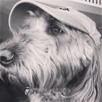 Mark Eilers - @milliedoodle805 - Instagram