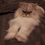 Catsby - @markelgar_ - Instagram