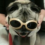 Mark Emerick - @mark_and_sushi_the_pug - Instagram