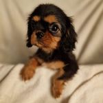 Mark Farrugia Piromar - @farrugiapiromar - Instagram