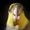 Marked By Feathers - @markedbyfeathers - TikTok