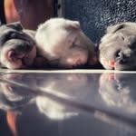 Mark Fermin Jr. - @bullypocketpanda - Instagram