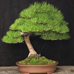 Mark Fields - @markfieldsbonsai - Instagram