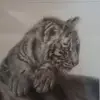 Mark Filippi335 - @markfilippi335 - TikTok