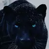 Mark Finley - @the_wild_panther - TikTok