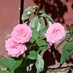 Mark Floro - @floroo996 - Instagram