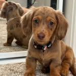 Dachshund Puppies - @mar_kfredrick13 - Instagram