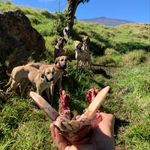 Mark Freitas - @ramdat808 - Instagram