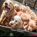 Mark_Goldern_retrievers🐶 - @markhardy73 - Instagram