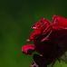 Mark Goldner - Facebook