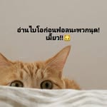 อ่านไบโอครับ เหมียวๆ - @markgotchi_.66 - Instagram