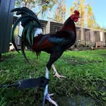 Mark Grammer-tanele - @shotgun_game_farm - Instagram