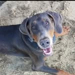 Mark Granda - @odin_the_blue_doberman - Instagram