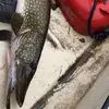 Markus Granlund611 - @thyruxrex - TikTok