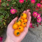 Mark Grows a Garden - @markgrowsagarden - Instagram