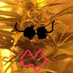Mark kush - @mark.grower.br - Instagram