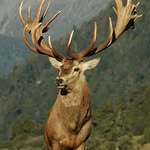 Mark Gunther - @guntherstag - Instagram