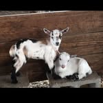 Mark & Shelly Gutowski - @gatherroundranch - Instagram