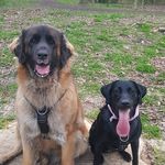 Mark Hadley - @leonbergerguy - Instagram