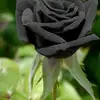 Hanan mark - @hanan.mark5 - TikTok