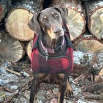 Markhanft - @redwoodsredog - Instagram