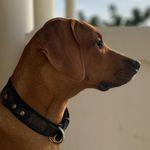 Mark Harmsen - @mark2king - Instagram