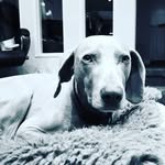 Mark Harrod - @markhariboharrod - Instagram