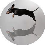 Mark Harvey - @project_dachshund - Instagram