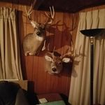 mark hauser - @hauser8131 - Instagram