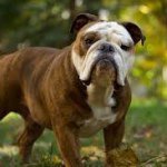 Mark Heinlein - @usbulldogrescue - Instagram